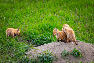Baby Foxes