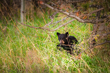 Baby Bear Cubs of Waterton © BGSmith