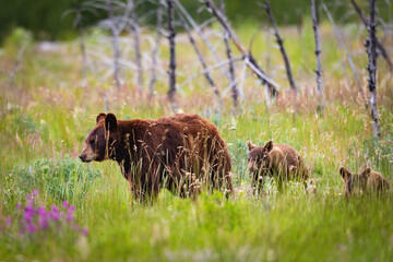 Baby Bear Cubs of Waterton © BGSmith