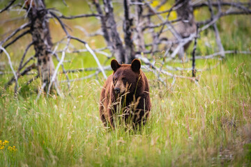 Baby Bear Cubs of Waterton © BGSmith