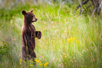Baby Bear Cubs of Waterton © BGSmith