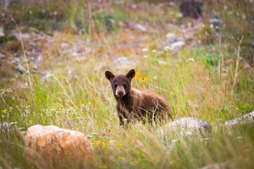 Baby Bear Cubs of Waterton © BGSmith