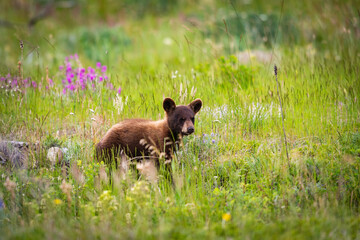 Baby Bear Cubs of Waterton