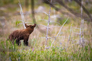 Baby Bear Cubs of Waterton