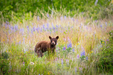 Baby Bear Cubs of Waterton © BGSmith