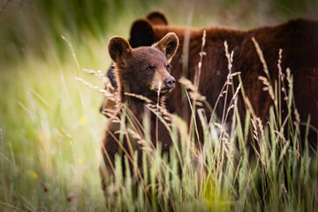Baby Bear Cubs of Waterton