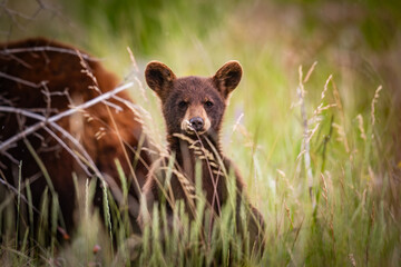 Baby Bear Cubs of Waterton