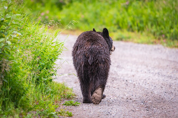 Wild Bears of Waterton