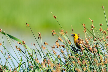 Yellow-headed Blackbird - 
Xanthocephalus xanthocephalus