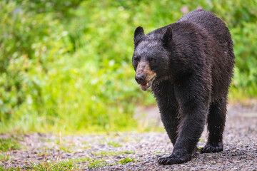 Wild Bears of Waterton