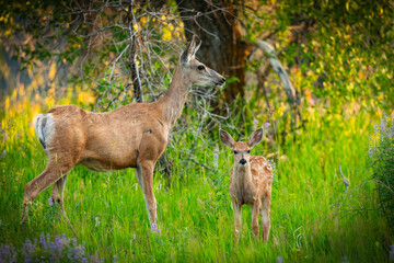 Mule Deer Fawn