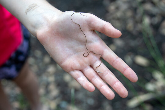 Horsehair worm in hand