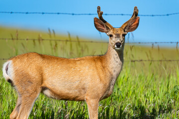 Wild Mule Deer