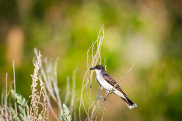 Eastern Kingbird - Tyrannus tyrannus