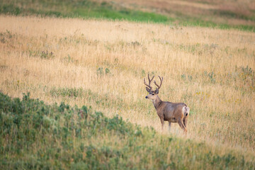 Mule Deer