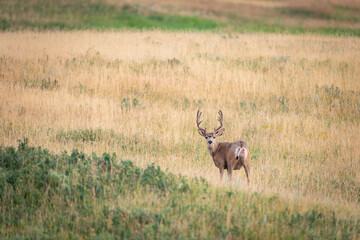 Mule Deer