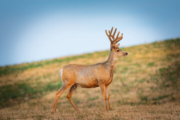 Mule Deer
