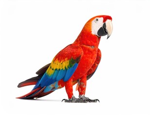 Fototapeta premium Colorful Parrot Bird Isolated on White Background