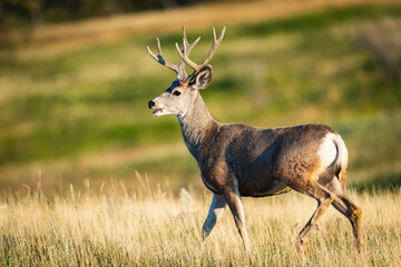 Mule Deer Buck