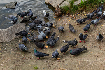 Large flock of pigeons feeding and walking on dirt near pond rocks and water.
