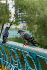 Two pigeons perch on a weathered blue railing, one in sharp focus and the other blurred in background.
