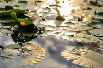 Yellow water lily bloom surrounded by floating lily pads reflecting sunlight in a shallow pond.
