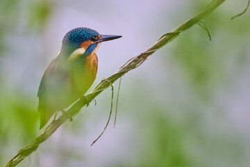 kingfisher at the river Maas
