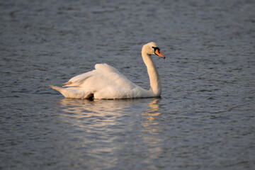 swan on the water
