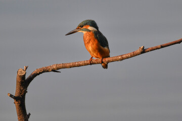 kingfisher at the river Maas