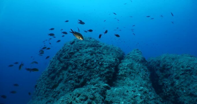 damsel fish school and some other mediterranean fisg scenery underwater