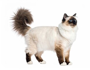 Obraz premium Ragdoll Cat Isolated on White Background