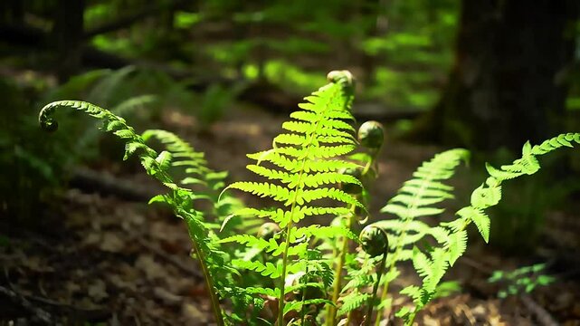 Time-lapse of a fern in a forest