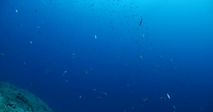 damsel fish school and some other mediterranean fisg scenery underwater