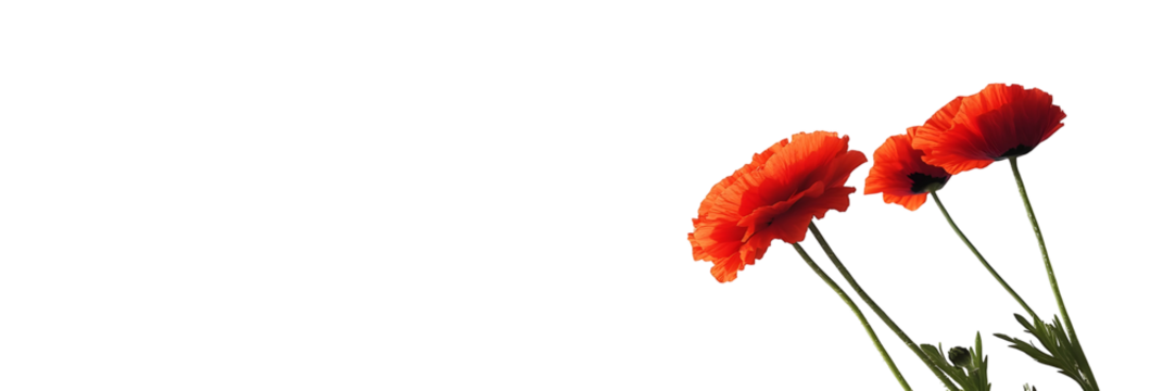 Vibrant red poppies against a stark black backdrop, creating a striking contrast