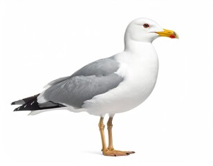 Obraz premium Seagull Standing Proud: A pristine seagull poses gracefully, showcasing its elegant form with striking features and bright expression.