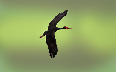 Black stork in flight isolated on green background. Copy space. Ciconia nigra.