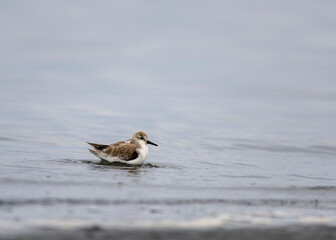Small sandpiper bird wades through shallow water at the beach during overcast day