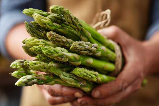 Fresh asparagus in hands
