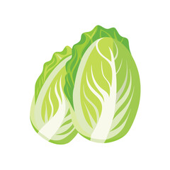 Fresh Napa Cabbage Vibrant Green Vegetables for Healthy Cooking