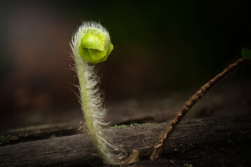 Fiddlehead frond of a fern found in Simpson Falls, Brisbane. Nephrolepis cordifolia is a fern native to the global tropics, including northeastern Australia and Asia.