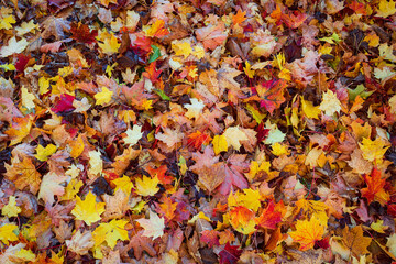 Farbenfrohes Herbstlaub am Boden