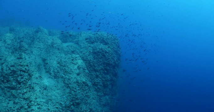 damsel fish school and some other mediterranean fisg scenery underwater