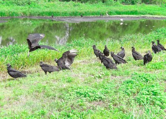 Vultures flying and others are standing beside the lake