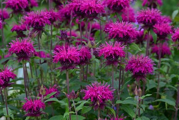 Monarda flowers. Lamiaceae perennial plants. They produce fragrant red, pink or white flowers from...