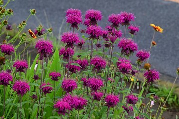 Monarda flowers. Lamiaceae perennial plants. They produce fragrant red, pink or white flowers from June to September. They are a source of nectar and are also called bee balm. © tamu