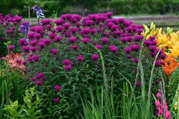 Monarda flowers. Lamiaceae perennial plants. They produce fragrant red, pink or white flowers from June to September. They are a source of nectar and are also called bee balm.