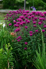 Monarda flowers. Lamiaceae perennial plants. They produce fragrant red, pink or white flowers from...