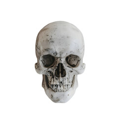 Obraz premium Skull on black background anatomy