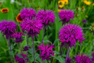 Monarda flowers. Lamiaceae perennial plants. They produce fragrant red, pink or white flowers from June to September. They are a source of nectar and are also called bee balm.