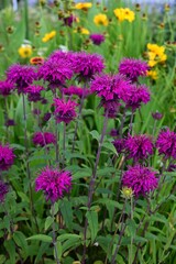 Obraz premium Monarda flowers. Lamiaceae perennial plants. They produce fragrant red, pink or white flowers from June to September. They are a source of nectar and are also called bee balm.